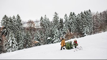 fairplay christmas tree permit 2020 Colorado Christmas Tree Permits How To Cut Down Your Own Tree 9news Com fairplay christmas tree permit 2020