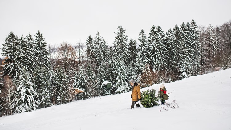 Cut down deals christmas tree