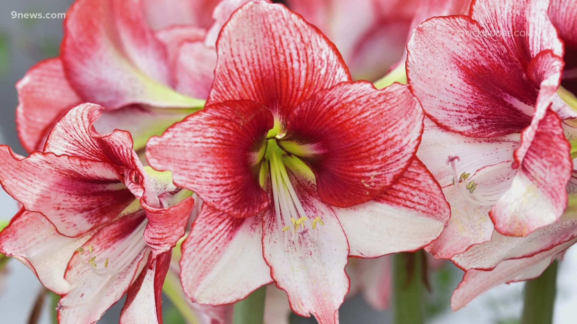 The bright, long-lasting blooms of Amaryllis and Paperwhites add a lovely splash of color and pleasant scents to your holiday décor.