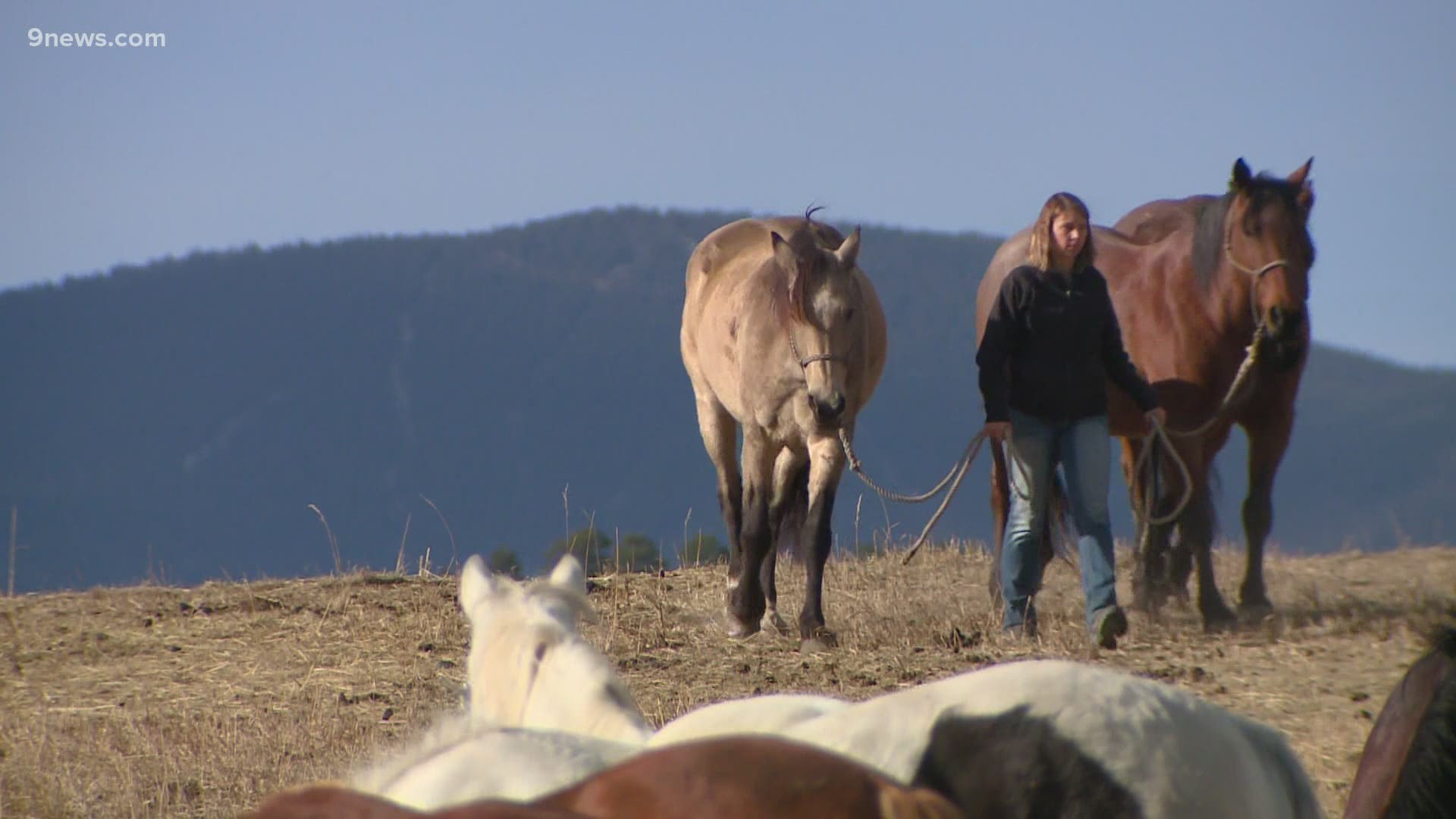 The horses from C Lazy U Ranch were forced to evacuate two separate times as the fire continued to grow in late October.