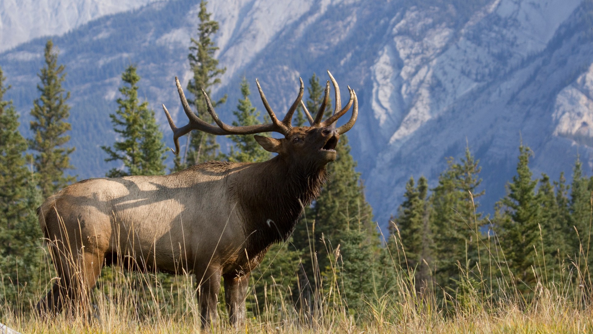 Elk in spanish