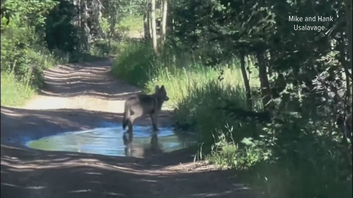 Controversy Over Copper Creek Wolf Pack Capture