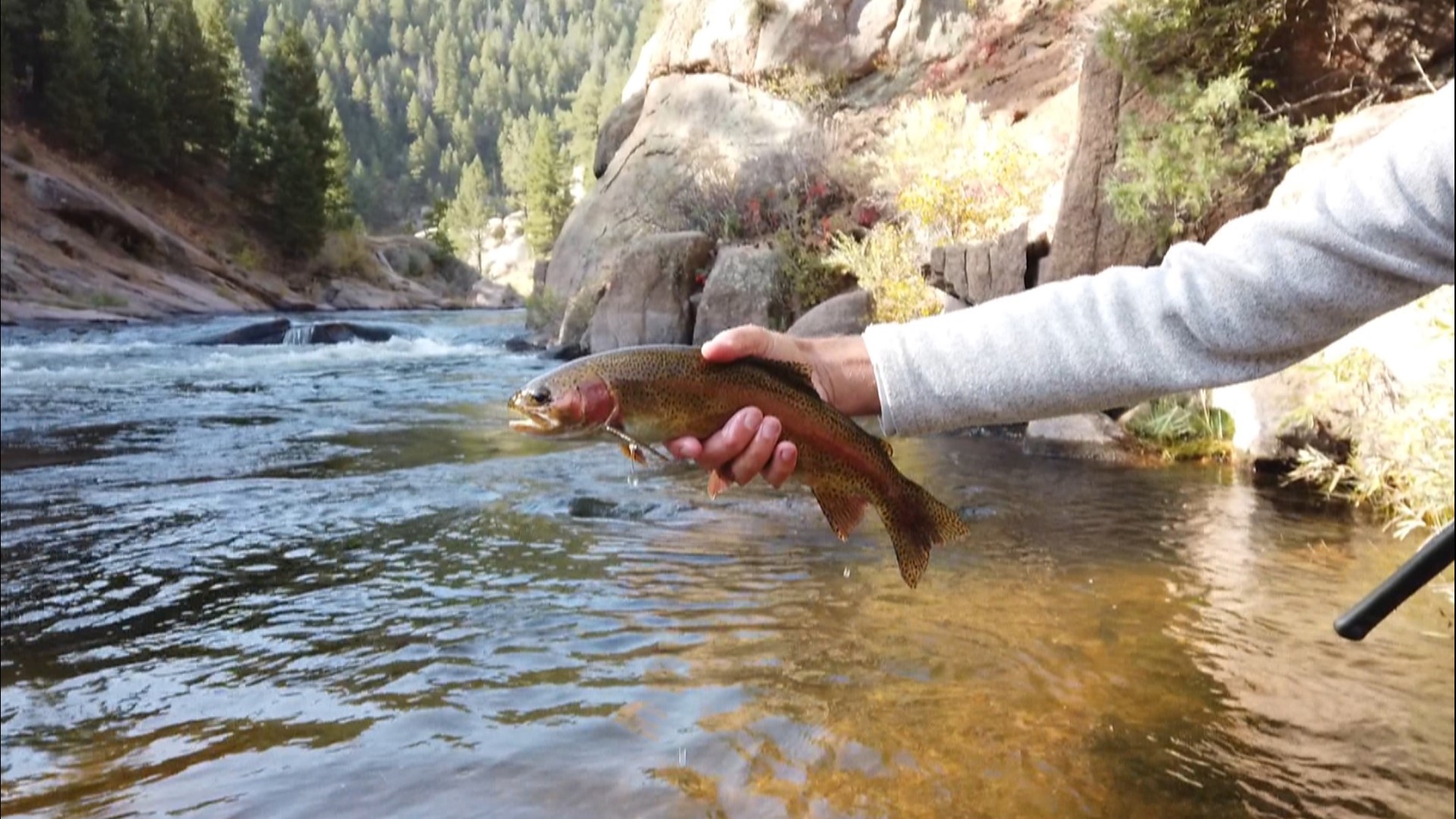 Where and how to buy a fishing license in Colorado