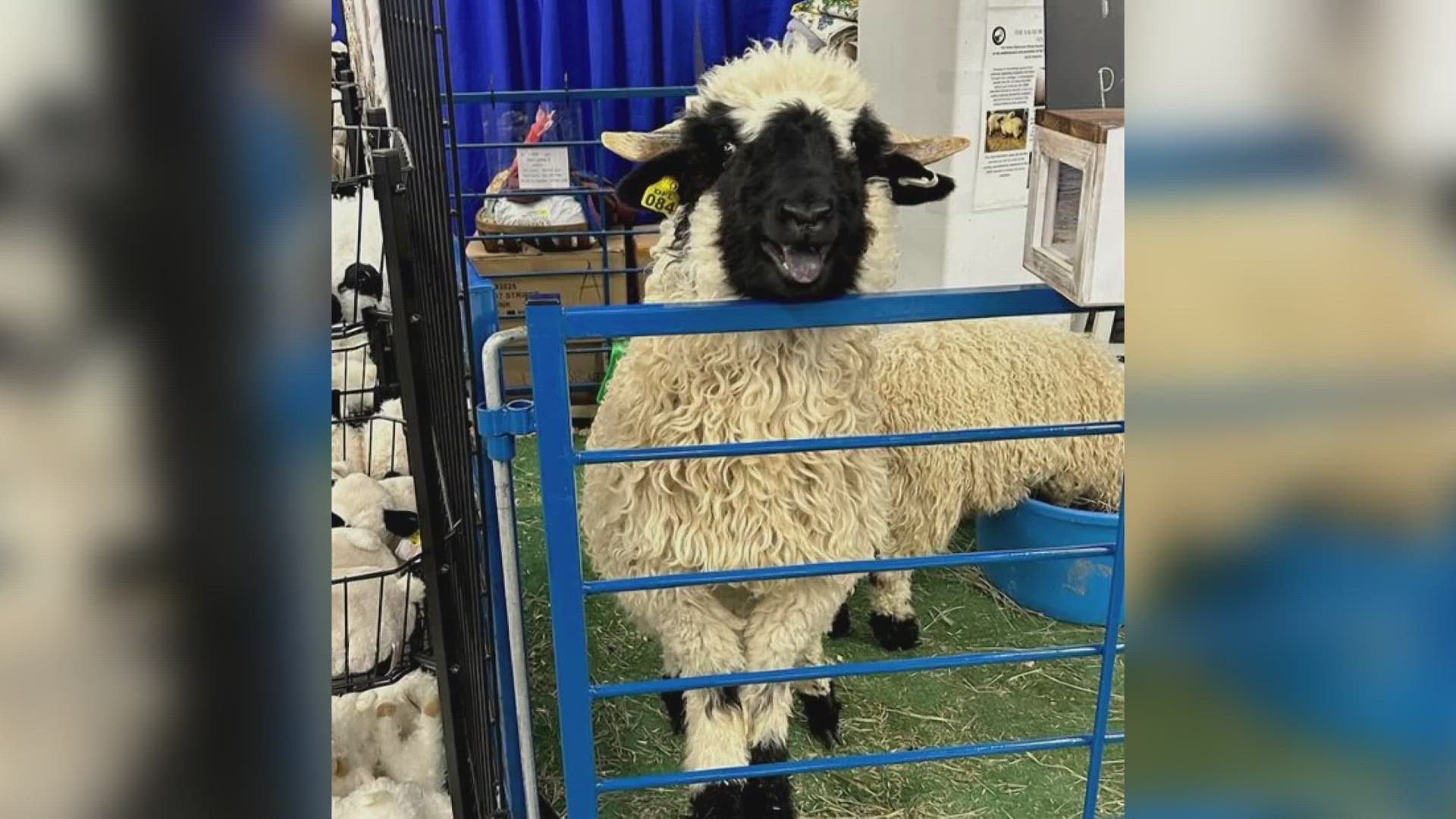 Preview Of Sheep Shearing At The Stock Show