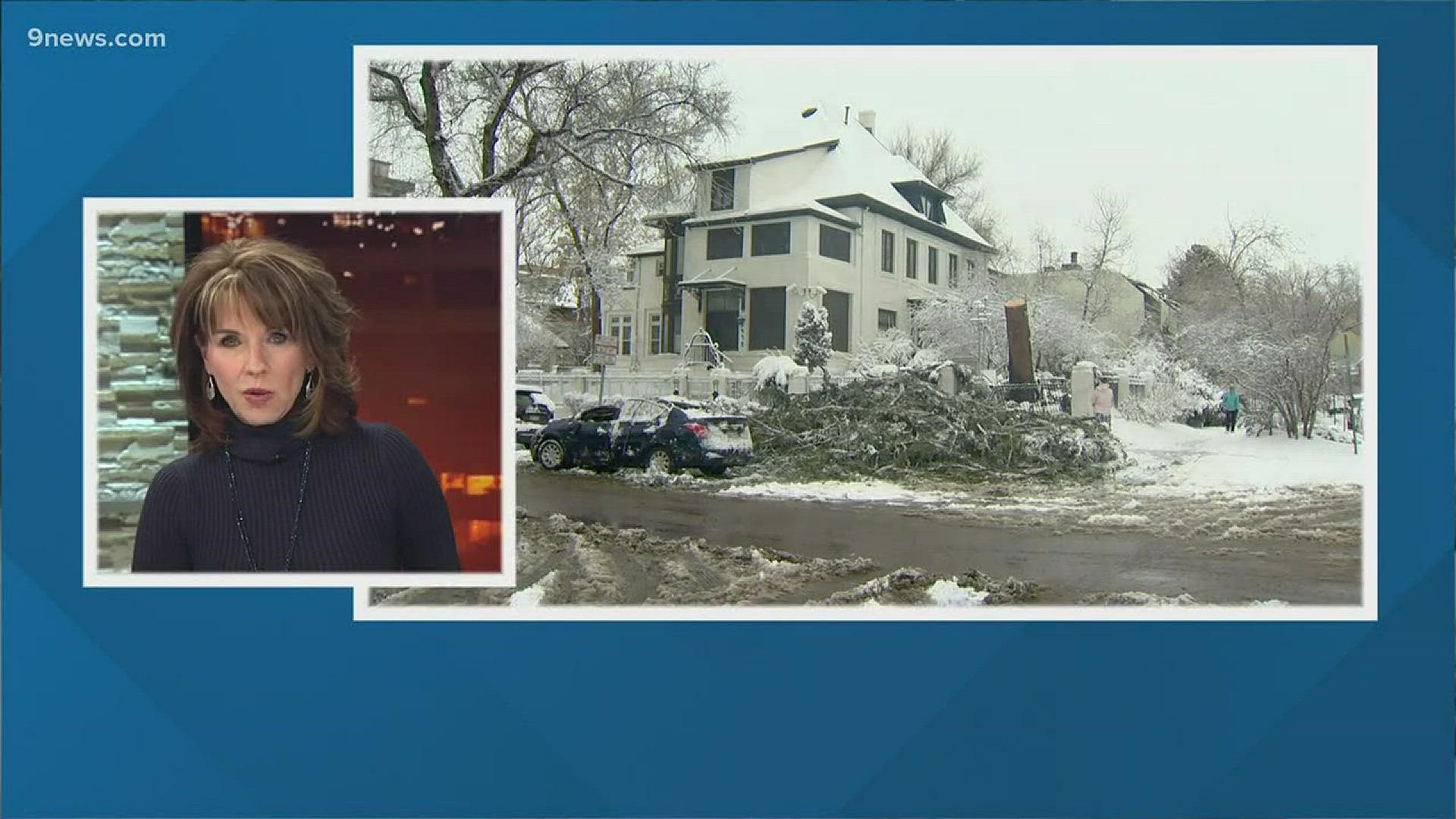 Trees have been falling all over the front range because of high winds Wednesday. More than 2 dozen fell in Denver alone, causing costly damage to homes and vehicles.
