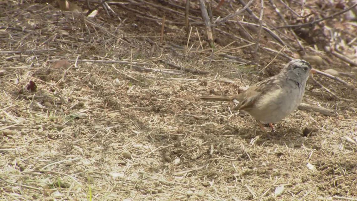 7 million birds migrating through Colorado tonight
