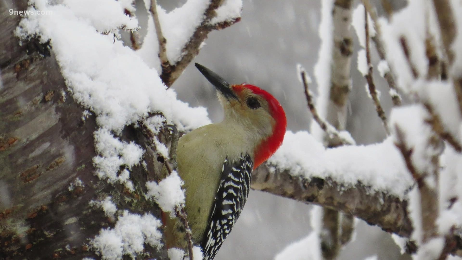 Not all birds head south for the winter. Here are some tips for backyard birding during the colder months.