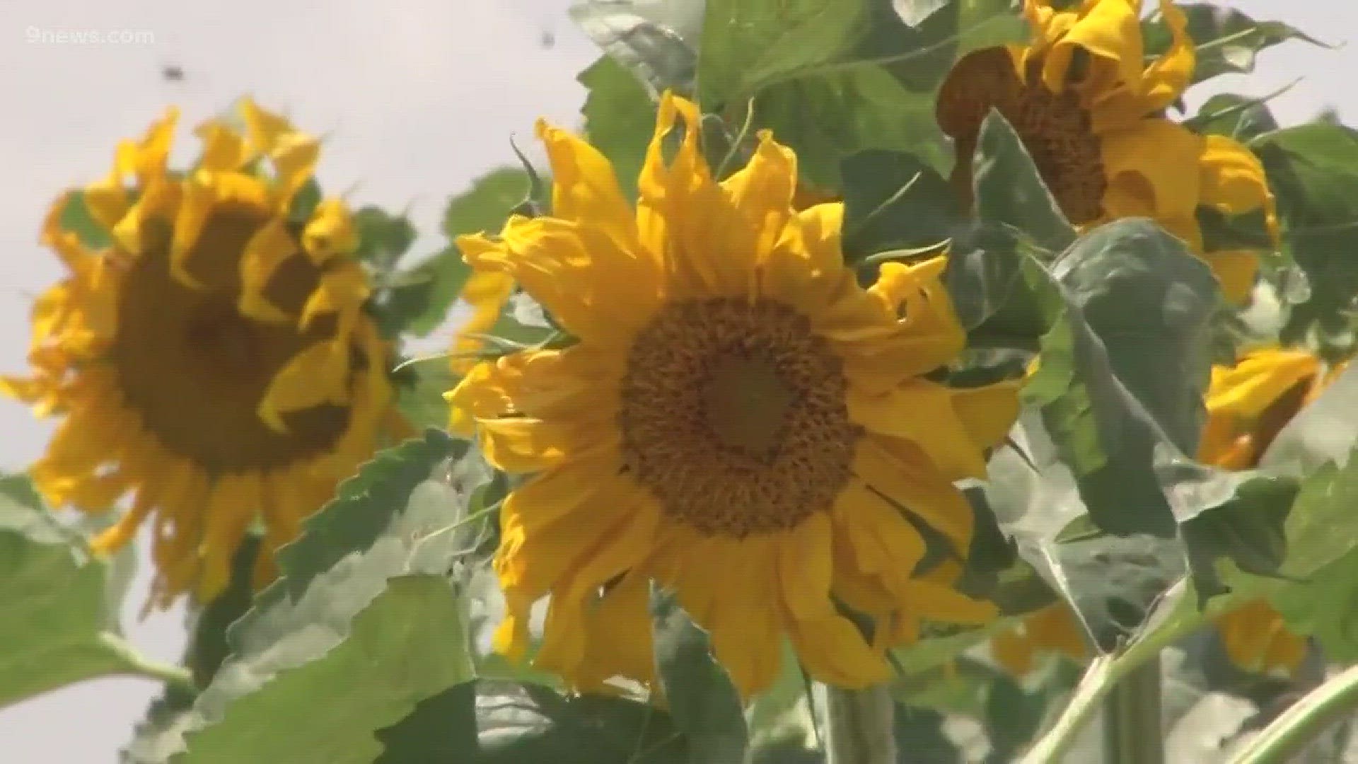 Colorado's sunflowers are now in full bloom, so if you want to take in the natural beauty, you'll have a few weeks to do it.