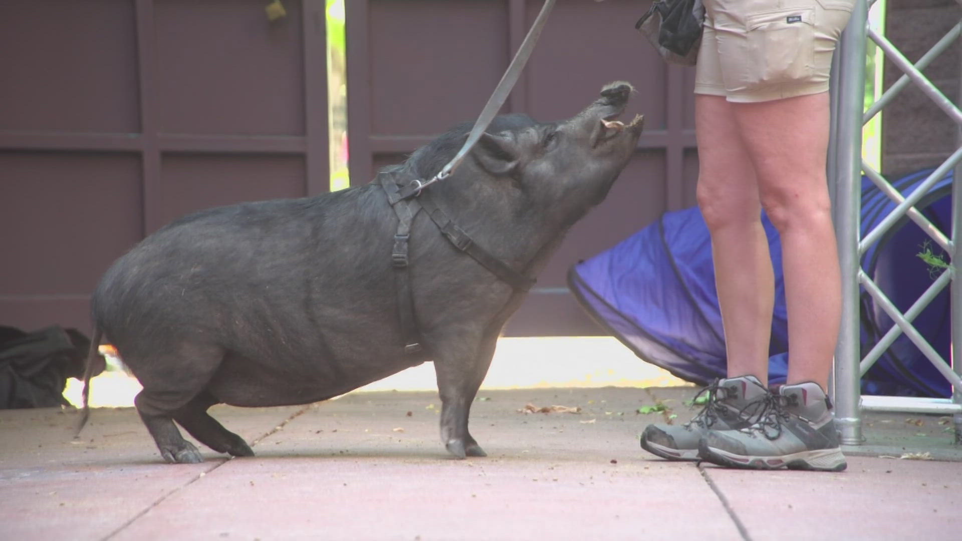 For today's Sunrise Safari, Harley the Vietnamese pot-bellied pig and Shannon Shephard from the Denver Zoo show some enrichment activities that take place at the zoo