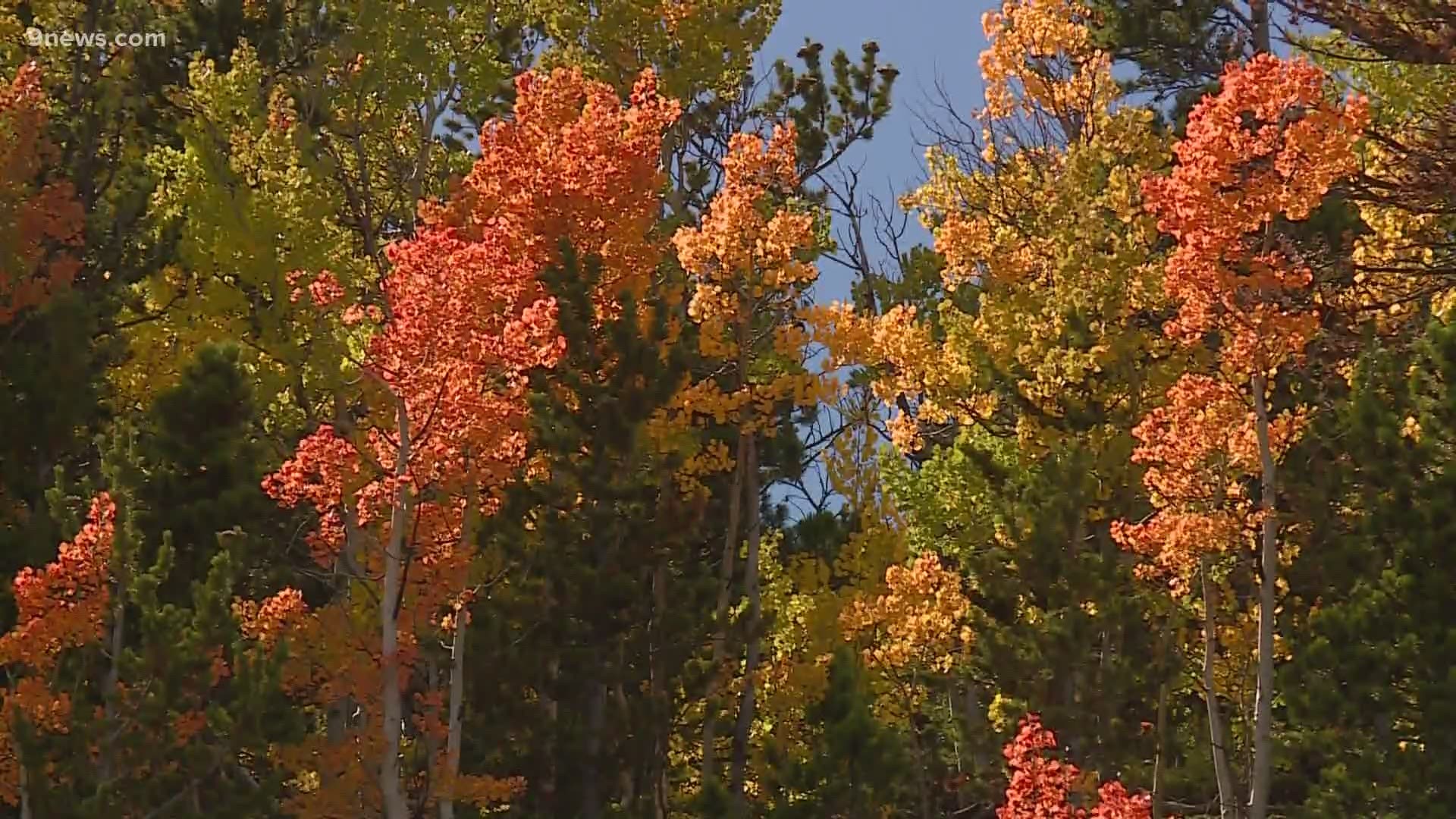 Hot, dry conditions could determine when Colorado sees the brightest colors in aspen groves.
