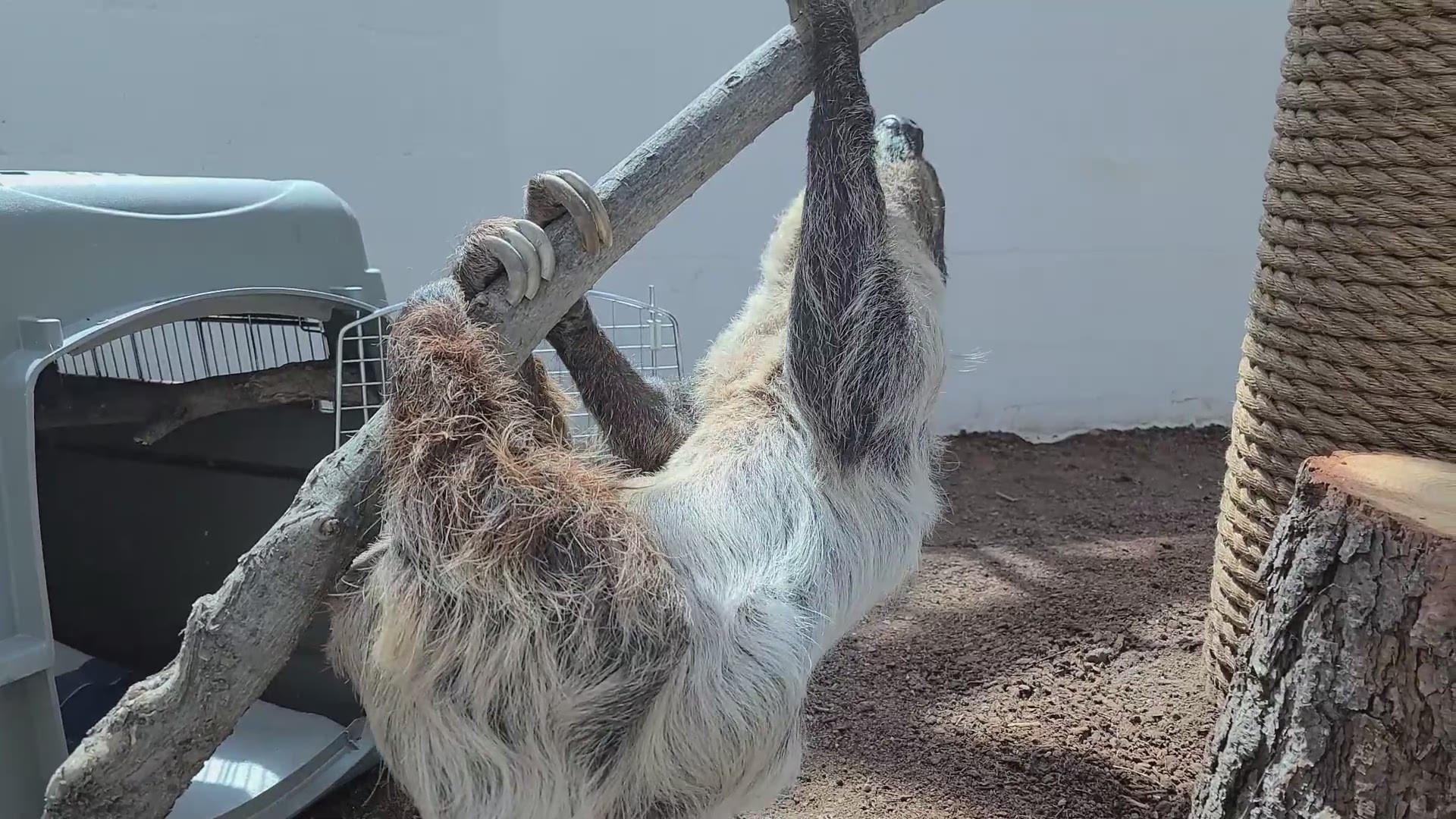 Denver Zoo said a new sloth exhibit gives sloths Charlotte, Elliot and their offspring more space to live their best lives.