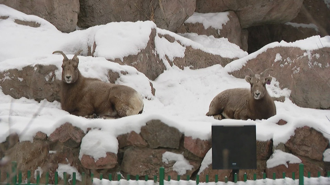 Colorado zoo closes to protect animals amid extreme cold temperatures