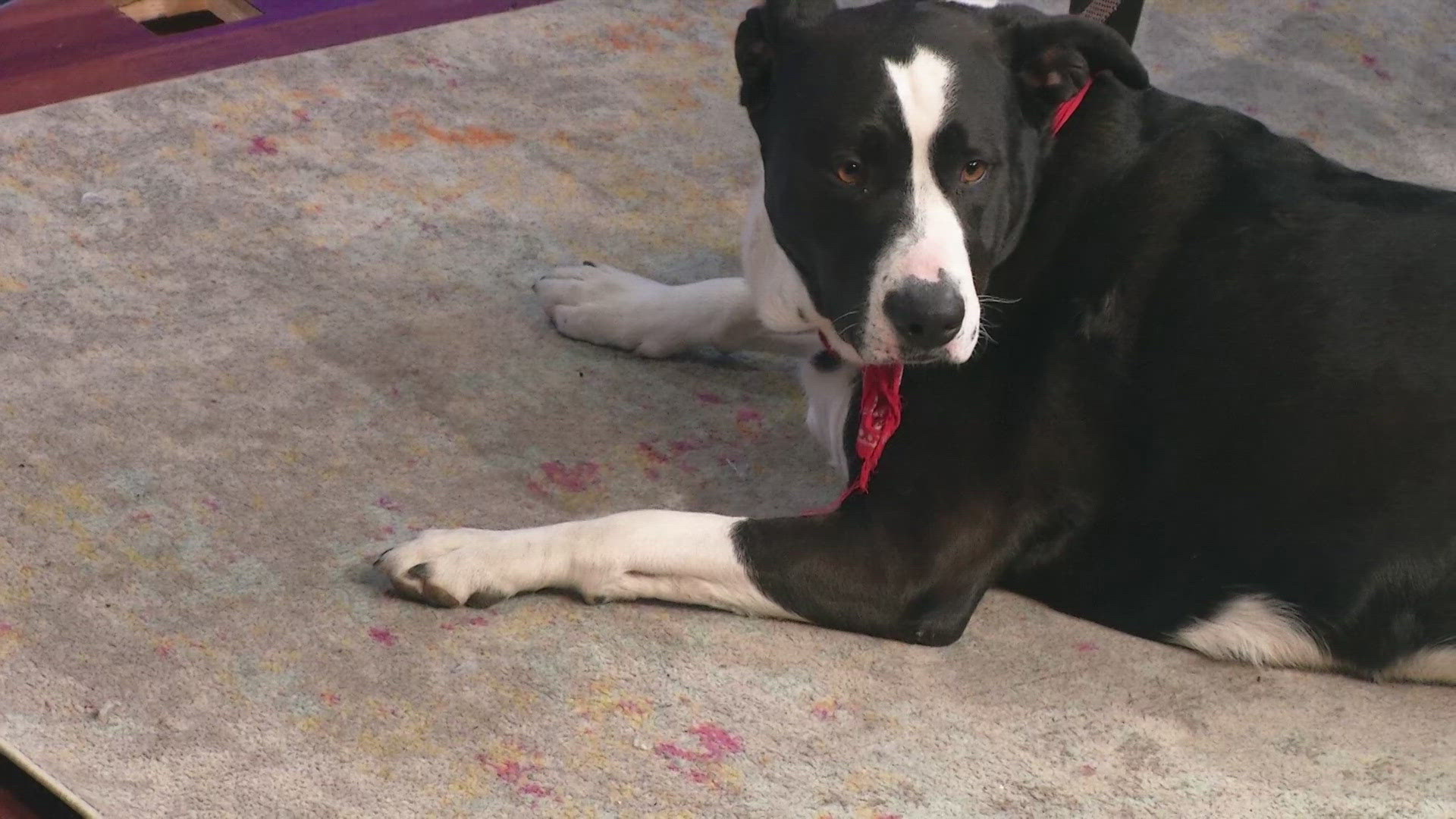 Petline9 3yearold labcollie mix loves to cuddle