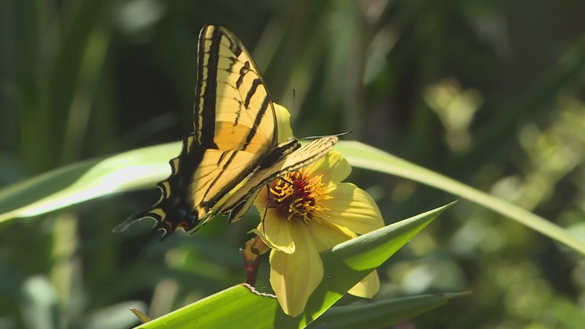 Summer garden tips: How to create focal points outdoors | 9news.com