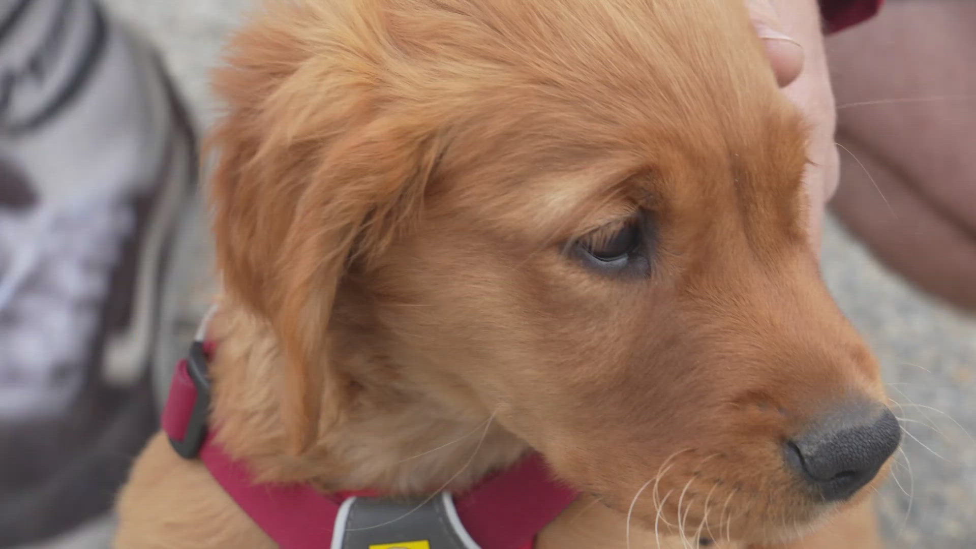 4-month-old Pico is the next in a long line of Copper Mountain avalanche dogs. 