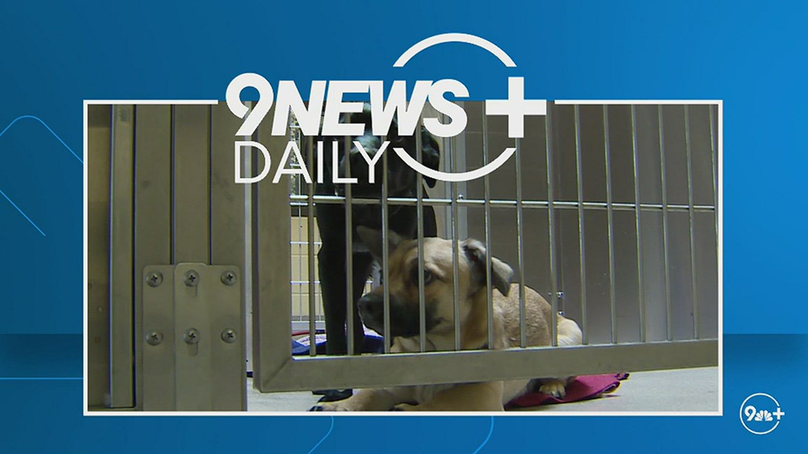 Denver animal shelter seeing 'alarming spike' in pets being surrendered