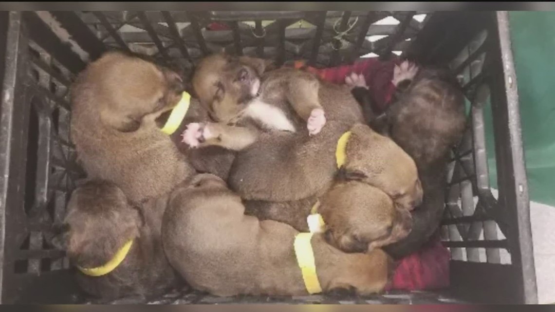 8 puppies found abandoned at Colorado construction site | 9news.com