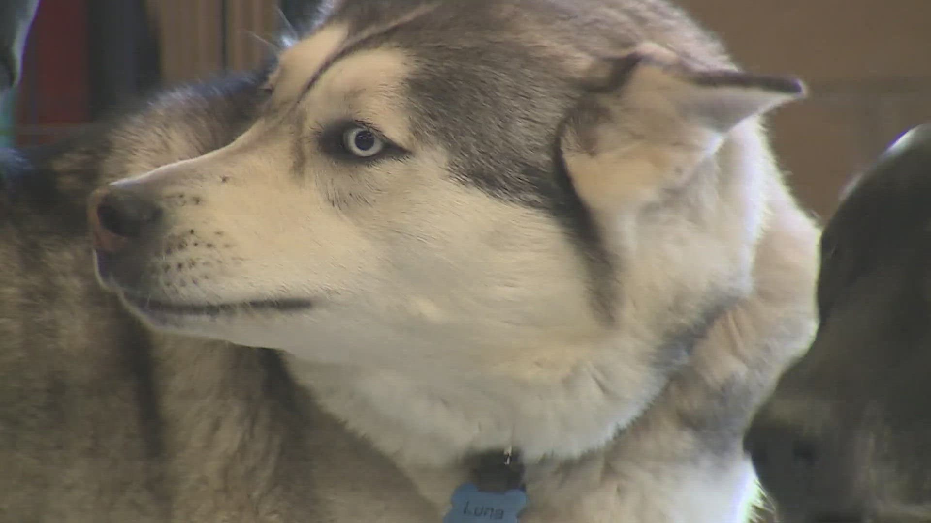 Must Know Denver Dog Laws Dog Licensing Requirements Pet Food Monday