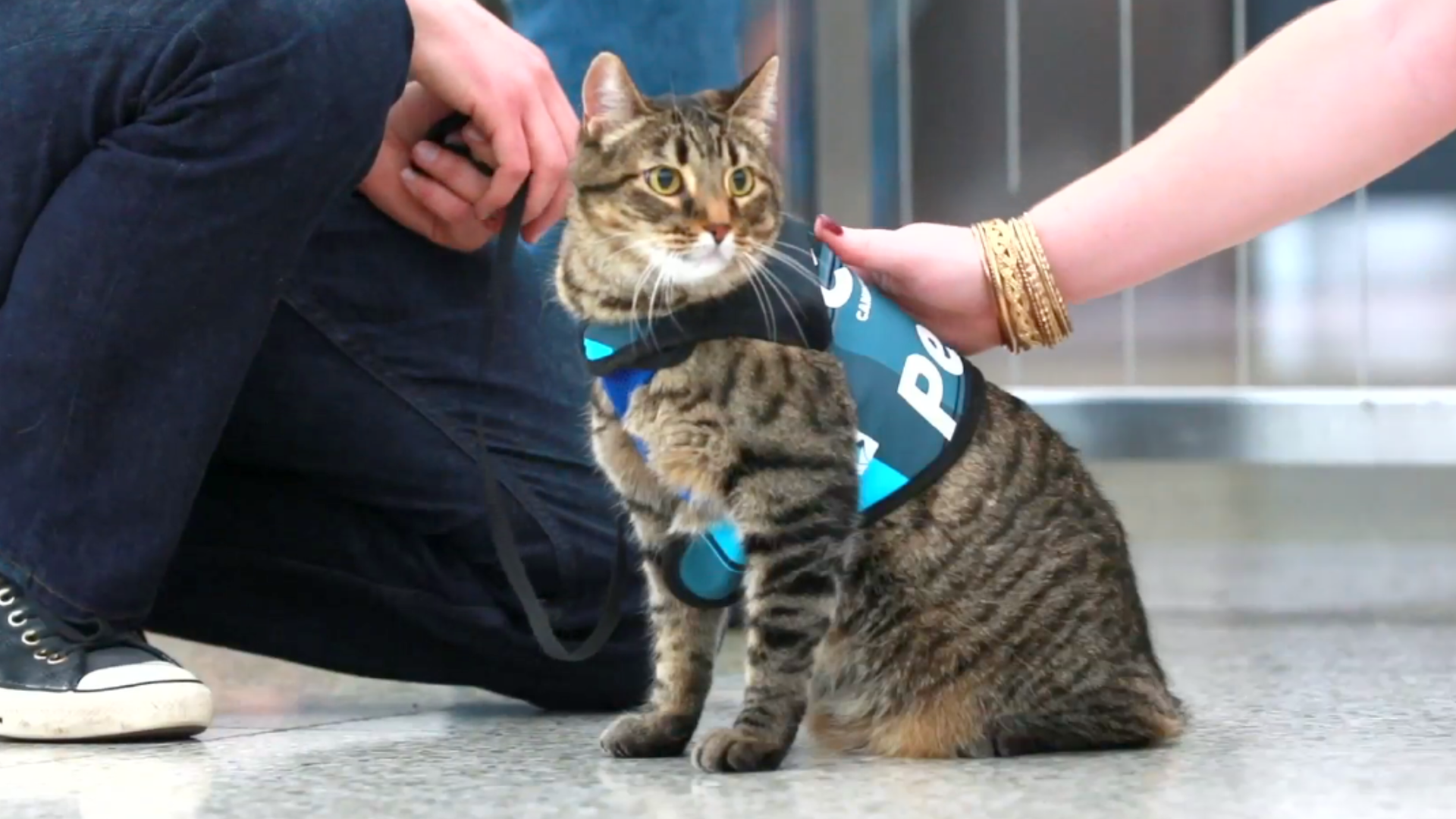 Denver airport's animal therapy squad sets Guinness world record ...
