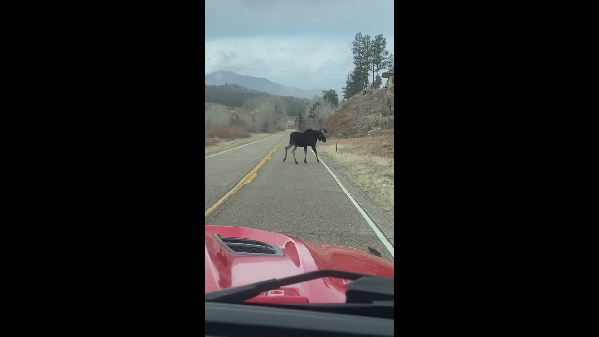 My finance Jason and I took a drive up through Deckers and this gem walked right out in front of us!
Credit: Heidi Fields