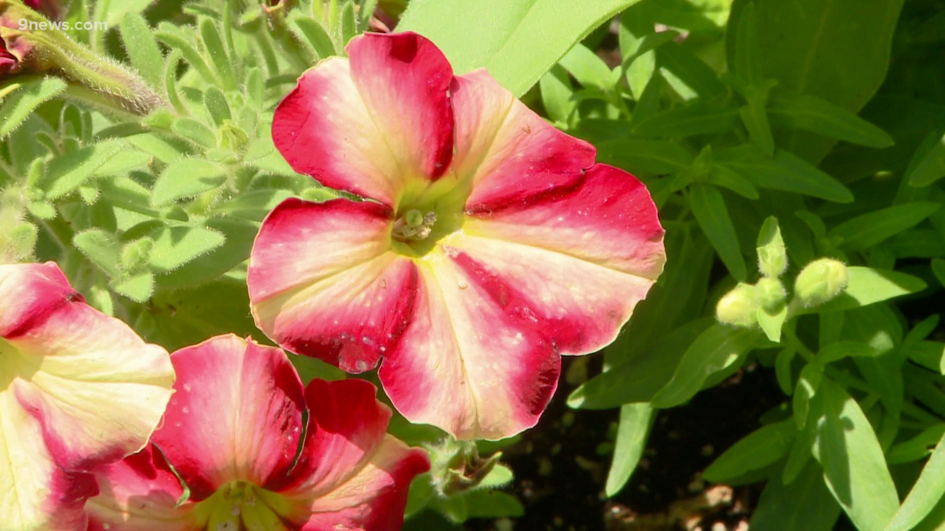 Petunias are bred to fill different roles in the garden and in pots.