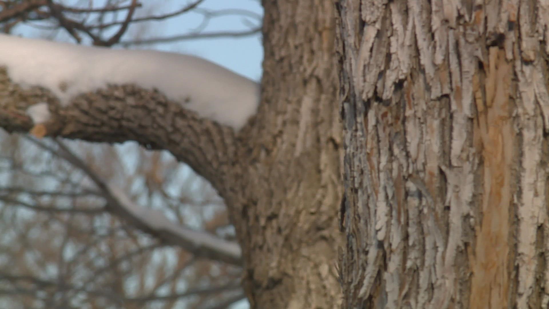 Arborists on the Front Range are expecting widespread tree damage from this week's arctic cold front.