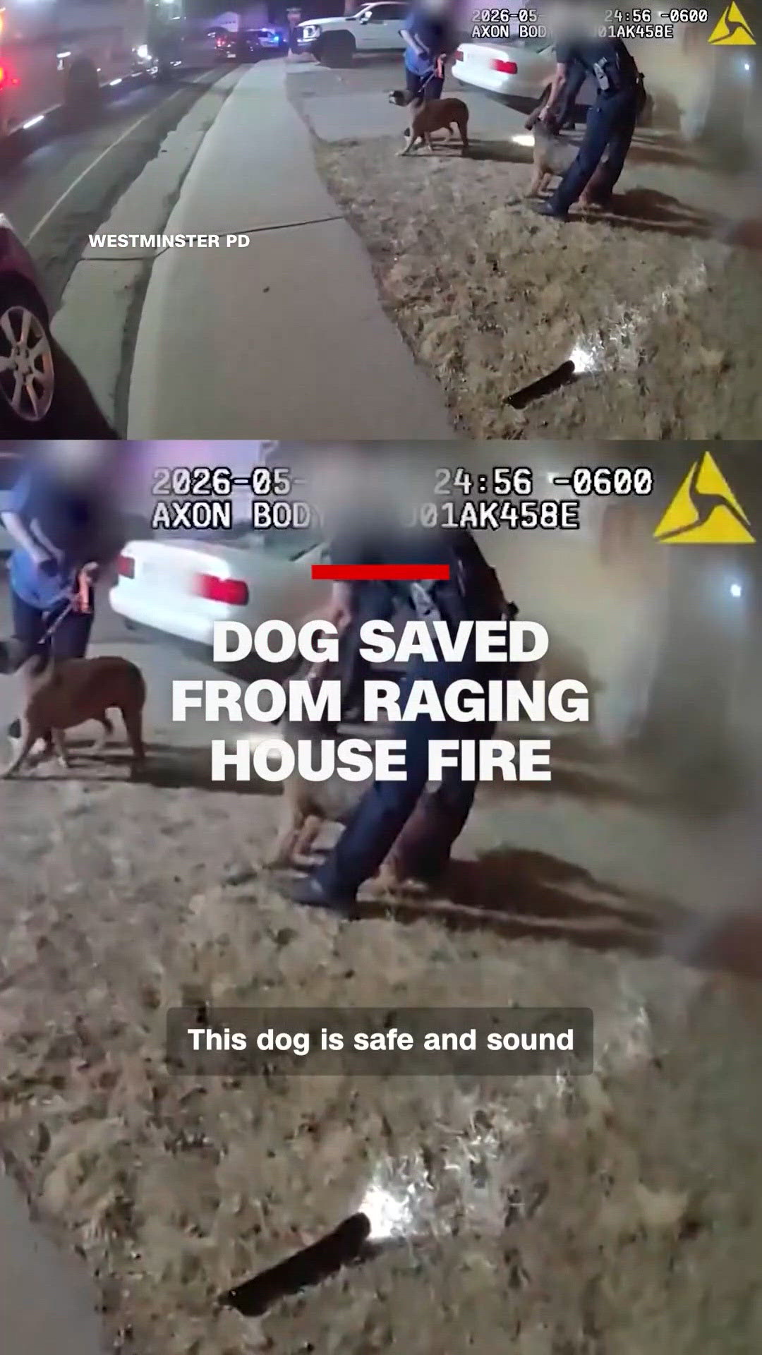 Dog saved from house fire | 9news.com