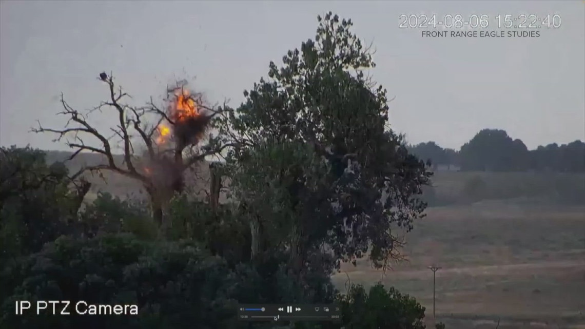 Eagle survives after lightning strikes nest