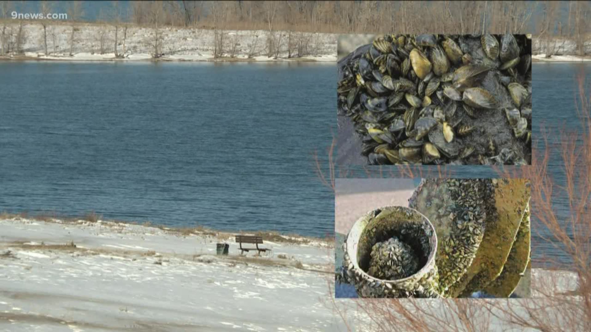 The city decided to continue the ban amid growing concern about a zebra and quagga mussel (ZQM) infestation.