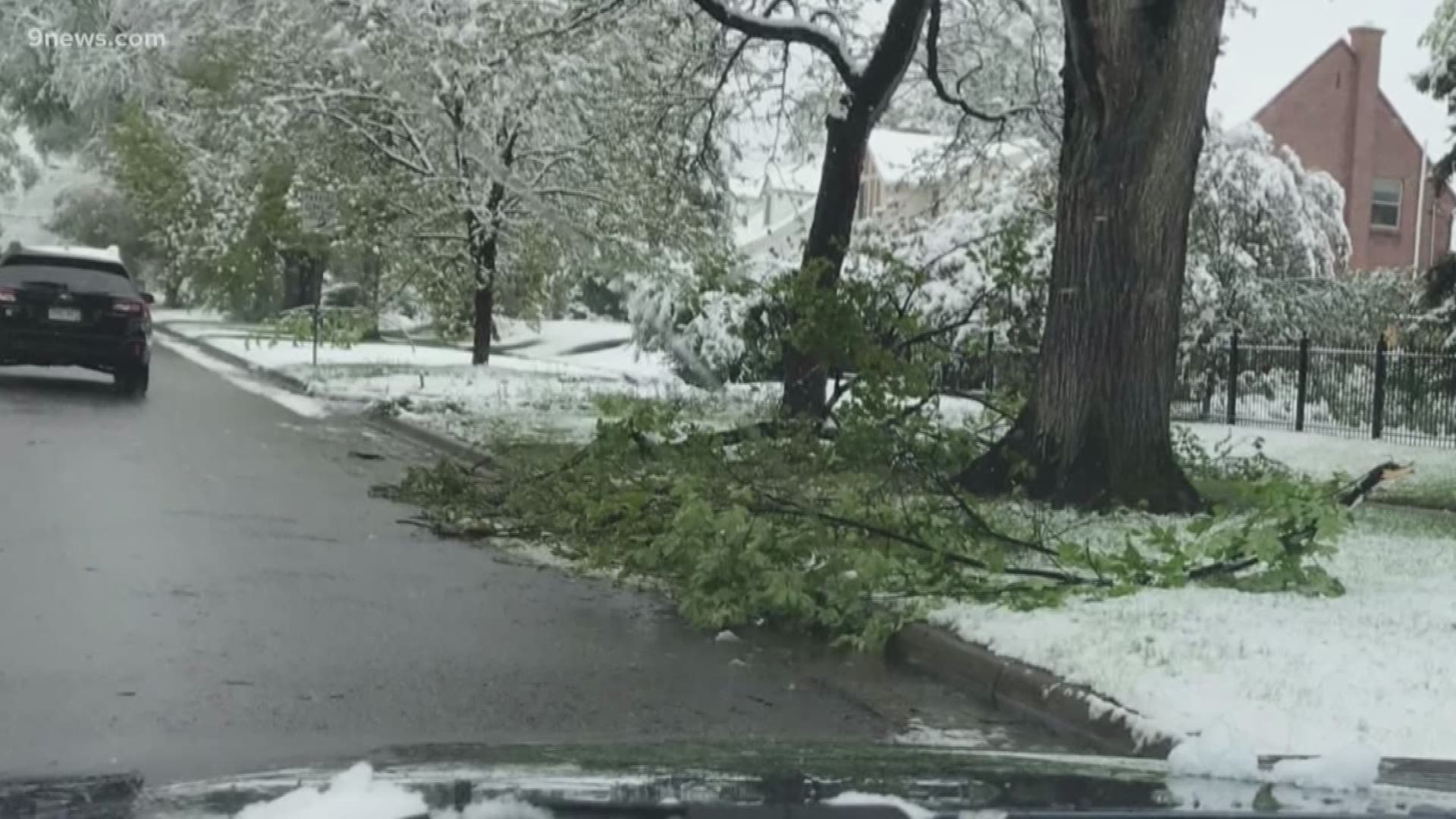 This week's spring snowstorm brought down trees and branches across the metro area.