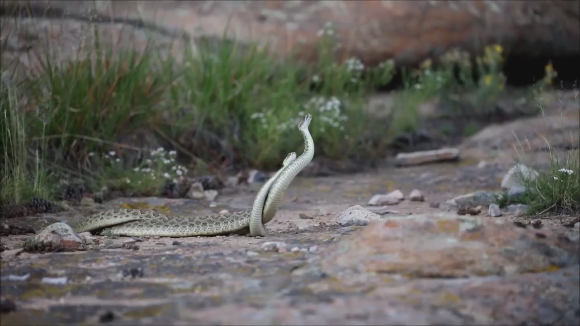 These two snakes were battling it out for the attention of a nearby female in Castlewood Canyon yesterday! Center for Snake Conservation expert Cameron Young said the winner gets the female (if he can protect her long enough for her to show interest). (Video courtesy Shaun Wilsey)