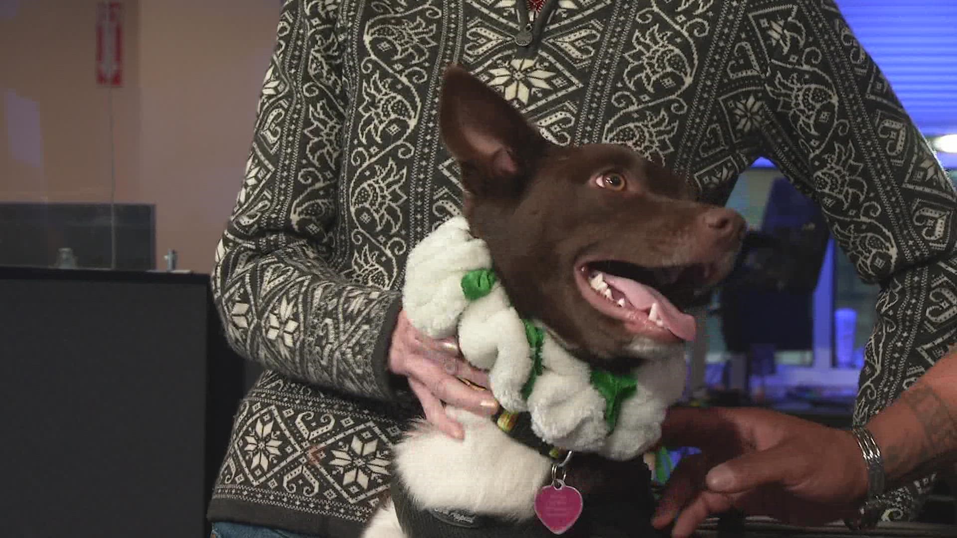 Petline9 MaxFund Animal Shelter Center