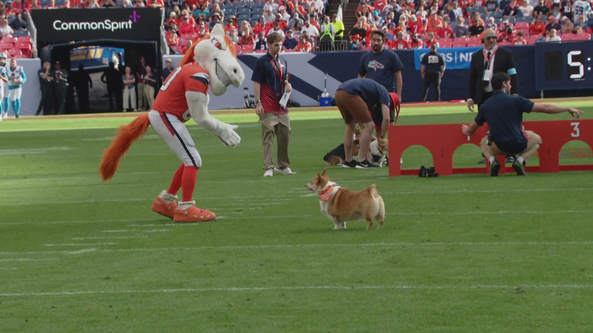 The Broncos held their annual corgi race Sunday, and 9NEWS' Chris Bianchi was there to cheer on his pup, Penny.