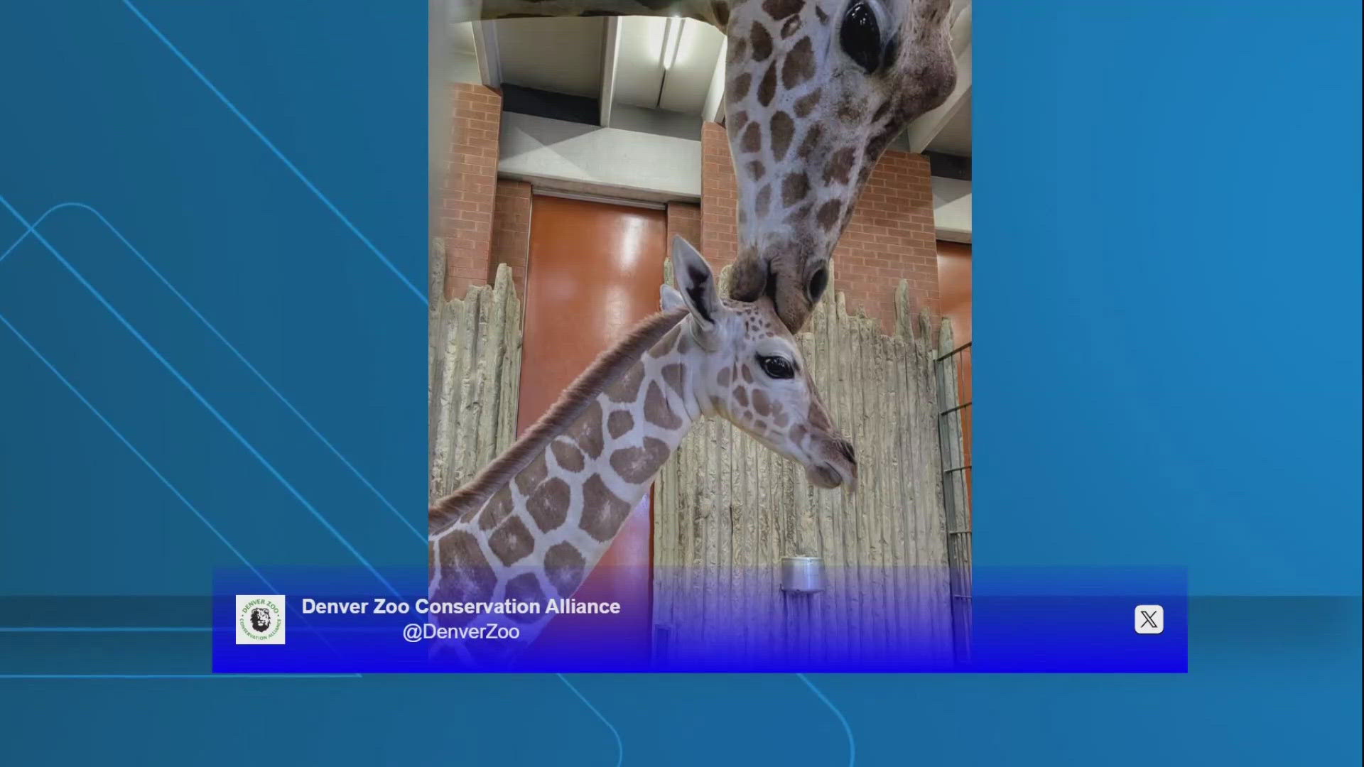 The new baby giraffe, Thorn, was getting some love from his mom, BB. Thorn was born in March.