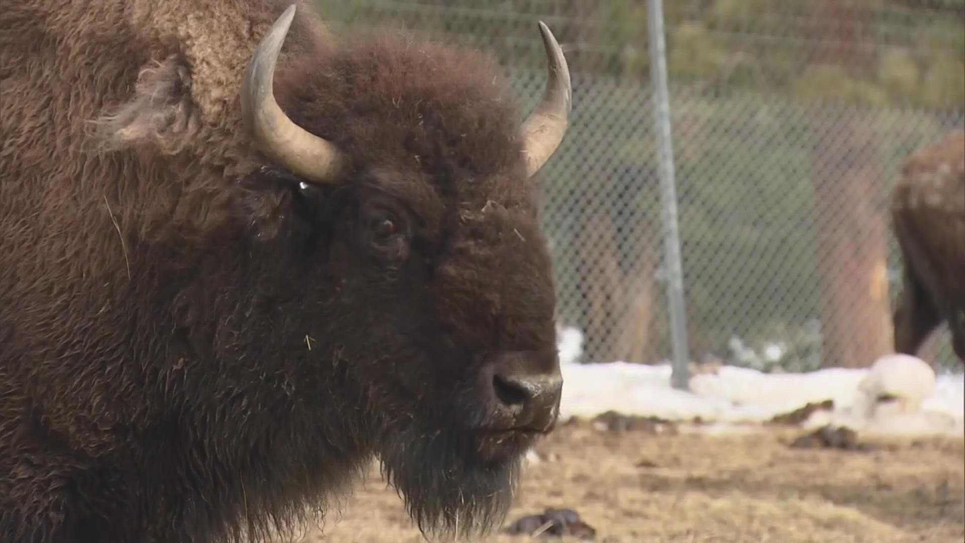 Federal government to focus on restoring bison to American West 
