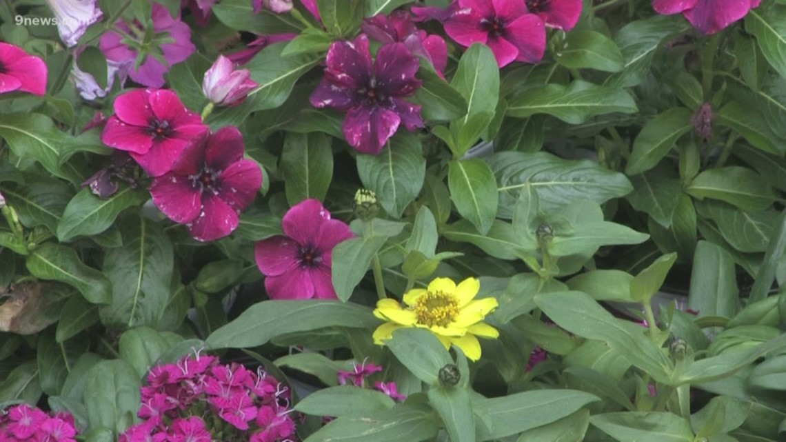 Pansies can't take the heat, here's what to do with them