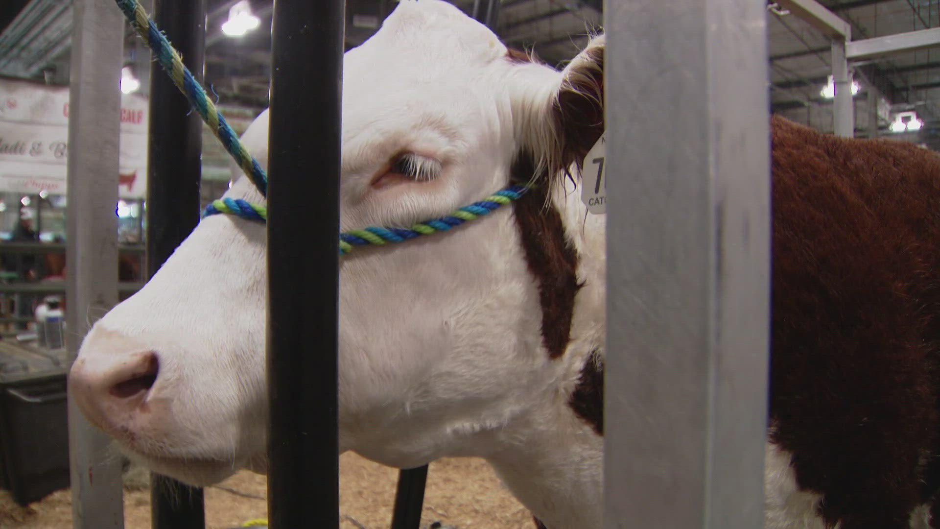 Raising Boone: a Colorado teen learns love, discipline and how to let ...