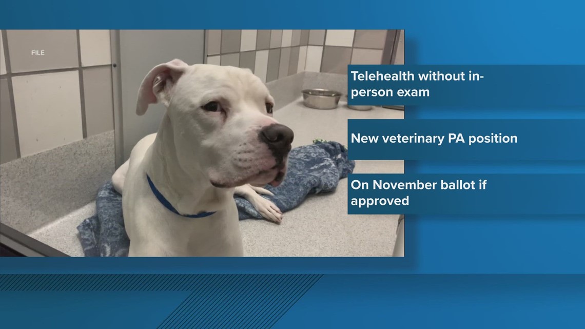2 proposed ballot measures about veterinary care in Colorado - Vimarsana News