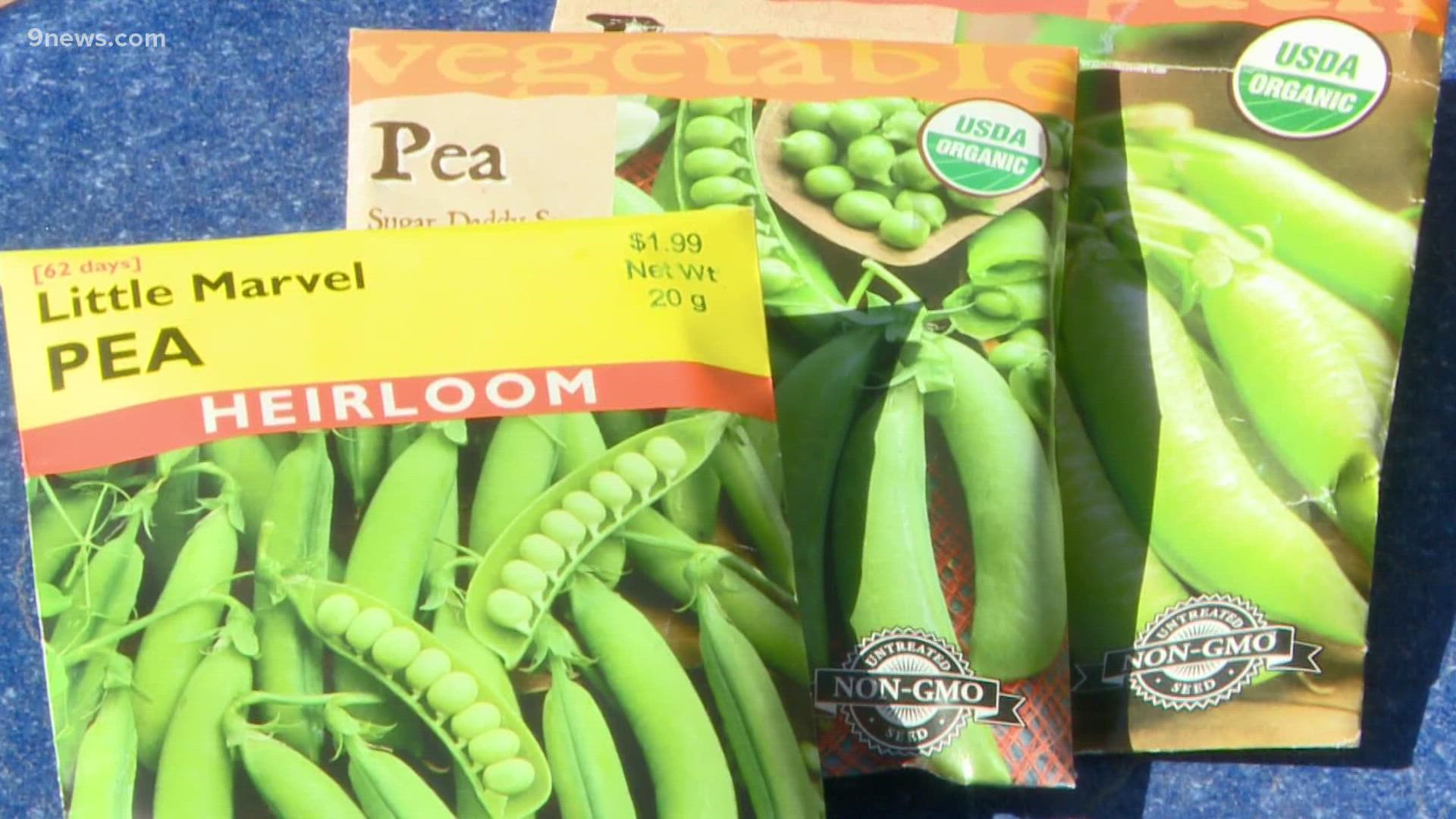 St. Patrick's Day has long been the traditional date to plant peas.