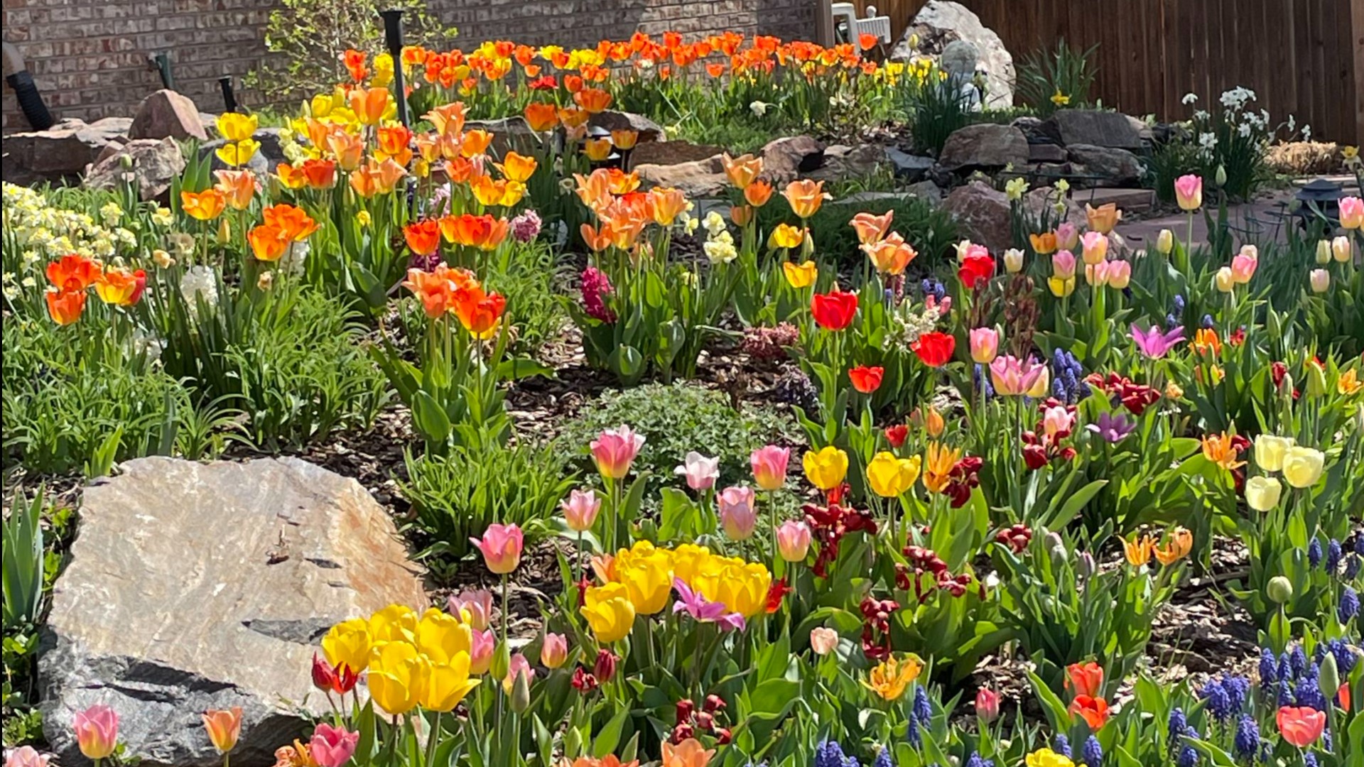 There are plenty of tulips for a moment of zen - a break from the litany of tragedy that too often makes up the "news."