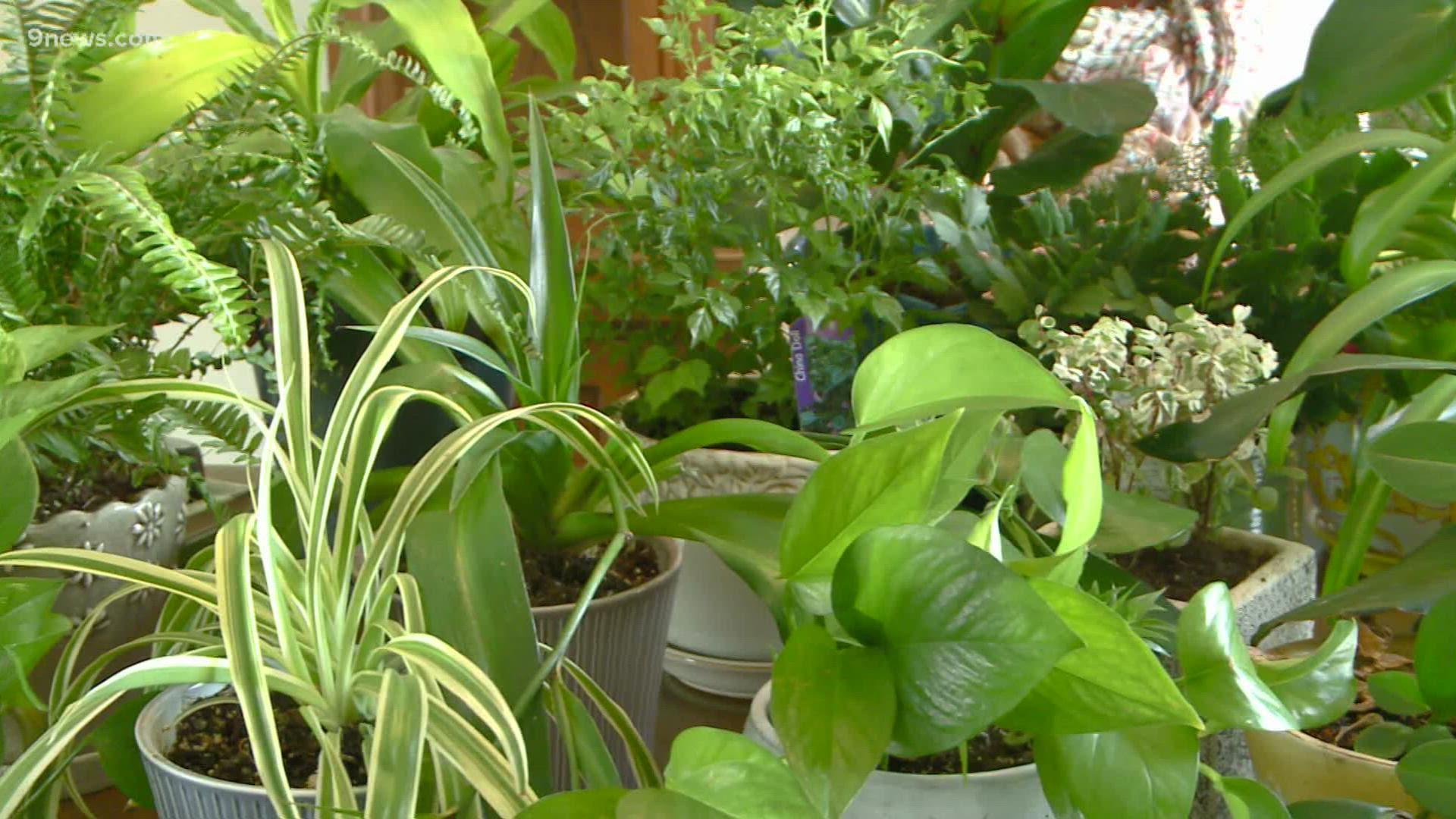 House plants beautify our personal spaces, improve air quality, and are therapeutic.