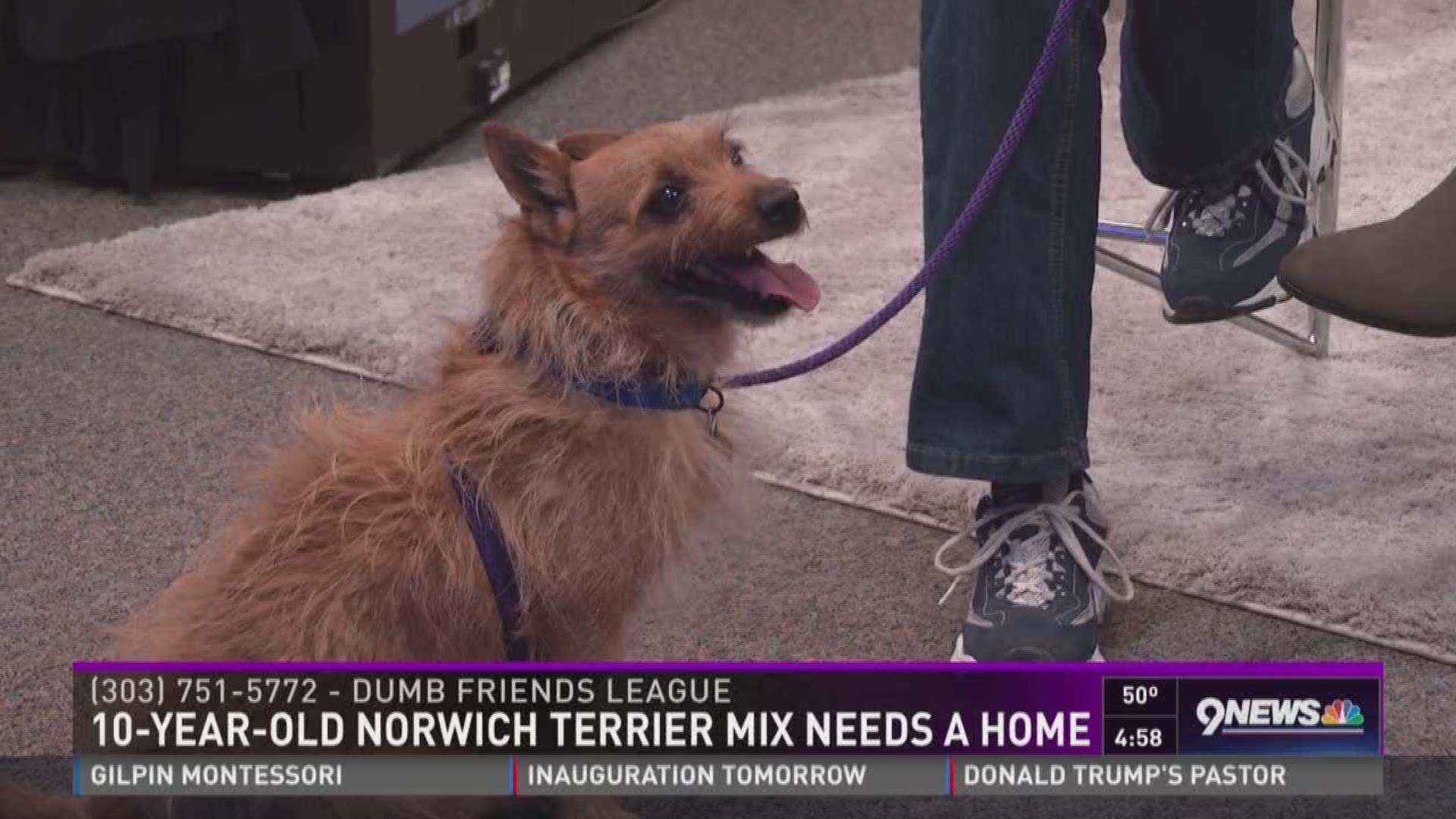 10-year-old Norwich terrier mix needs a home | 9news.com