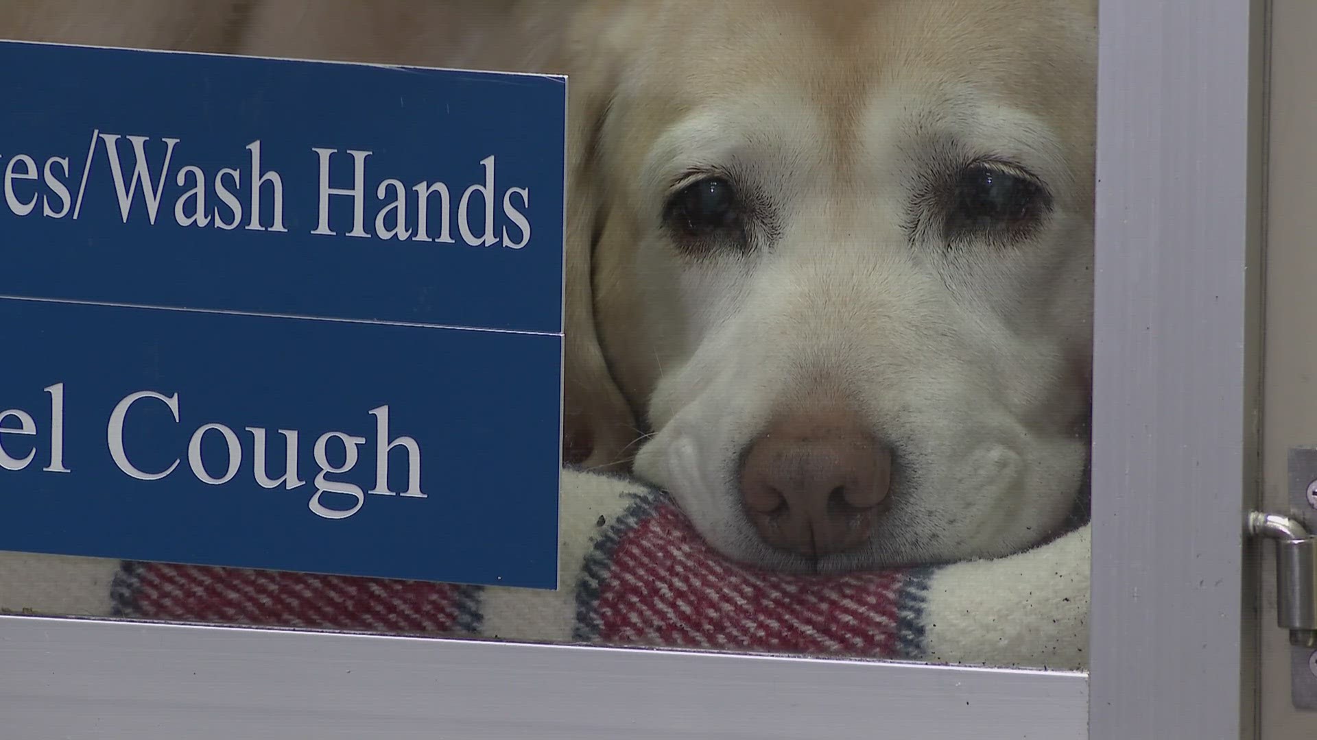 Veterinary experts and researchers say the number of dogs getting sick from a mystery respiratory illness is starting to drop.