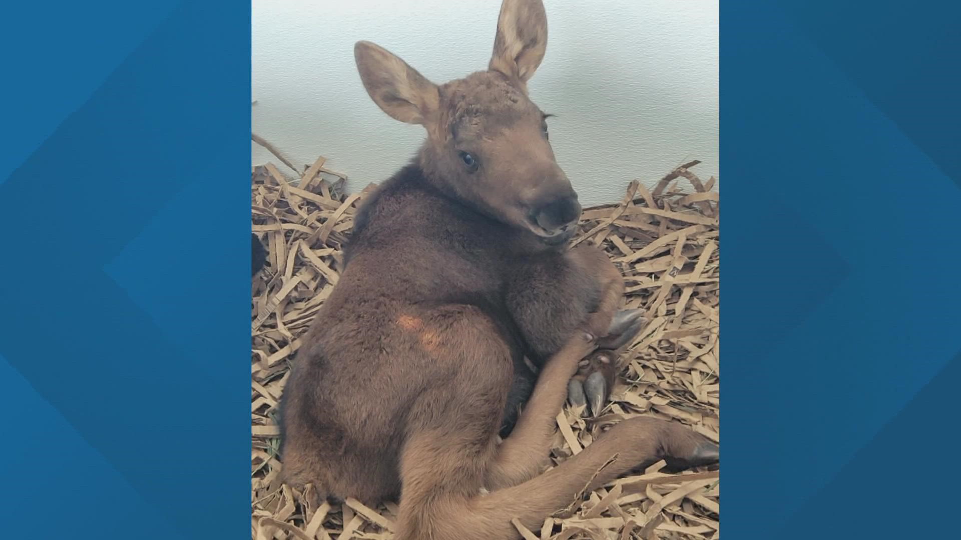 Hours after the attack, wildlife officers were able to capture the orphaned female calf near the trailhead, Colorado Parks and Wildlife (CPW) said on Thursday.