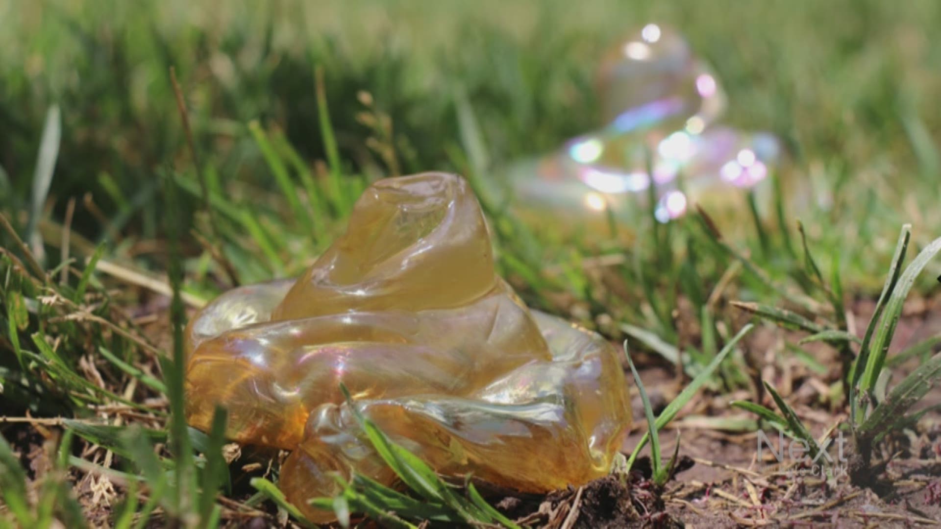 Westminster awarding 'golden poo' prize to leading dog poop collectors