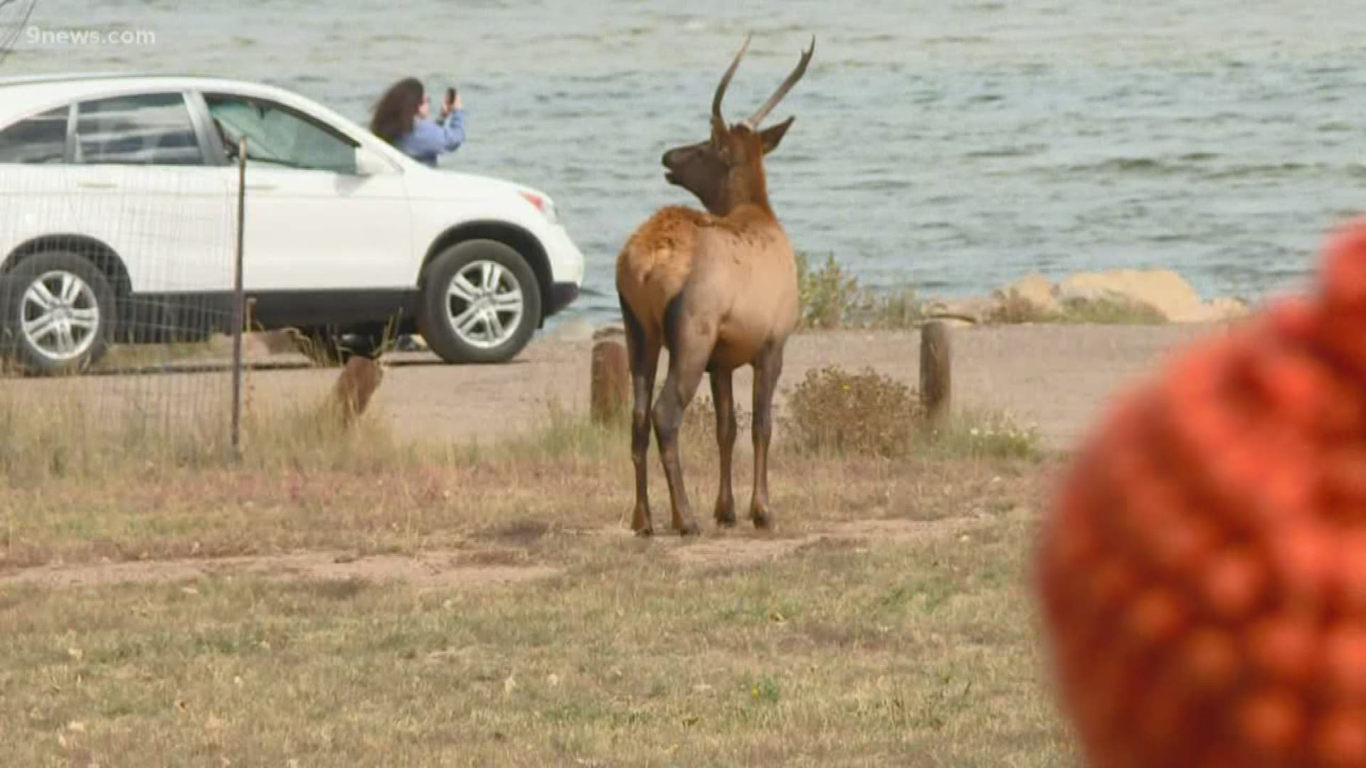 A man was brought to the hospital after he fell following a close encounter with a bull elk in Estes Park Thursday morning.