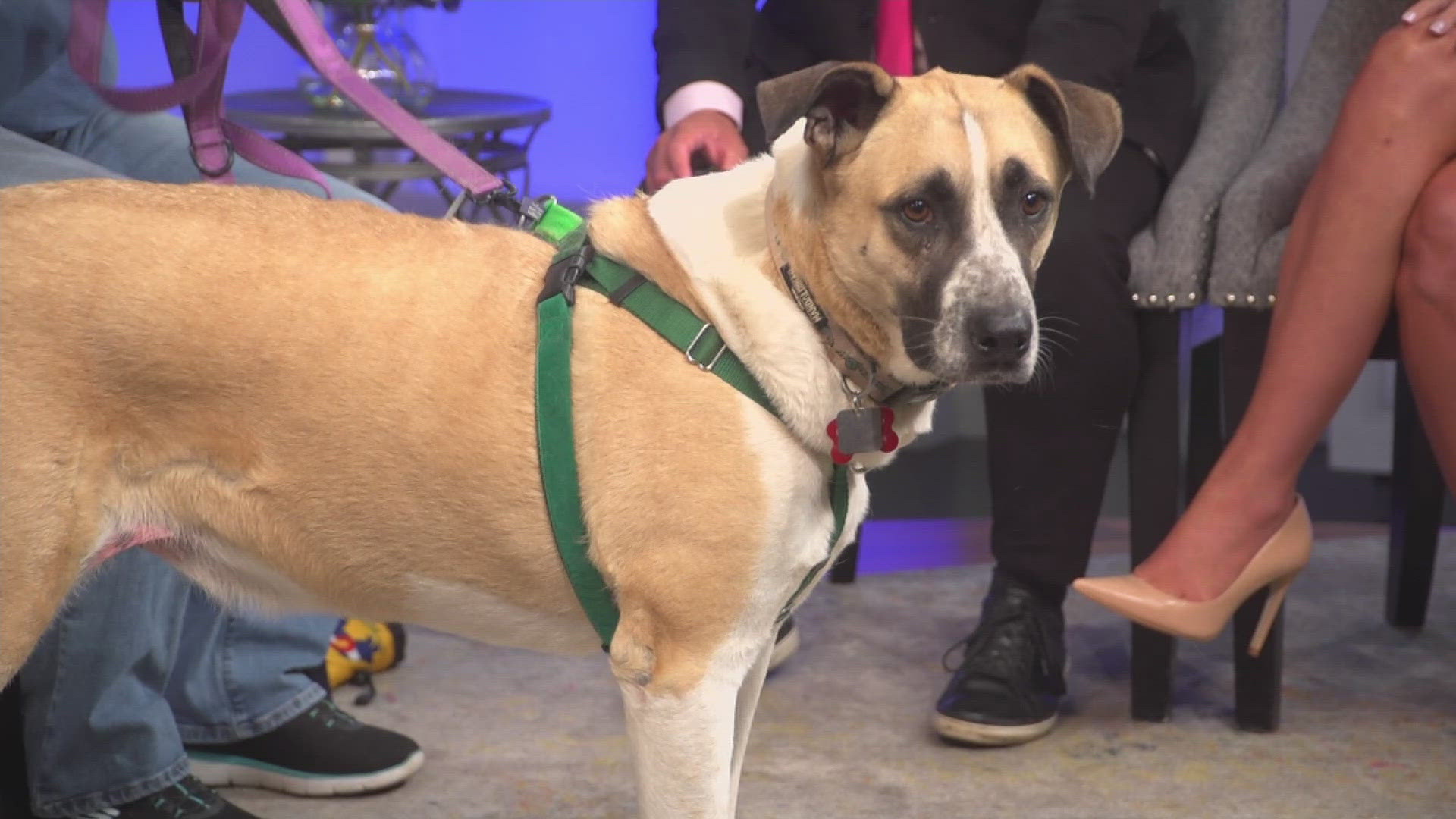 Mortimer is 5-years-old and loves to hike. He's crate trained and does great on a leash. 
