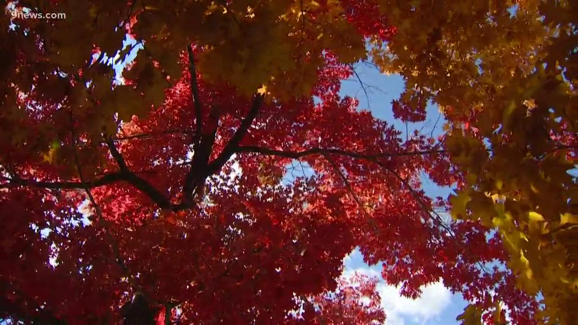 Someone stood outside of the 9NEWS building a few weeks ago and shot video of the leaves. We are airing it now.