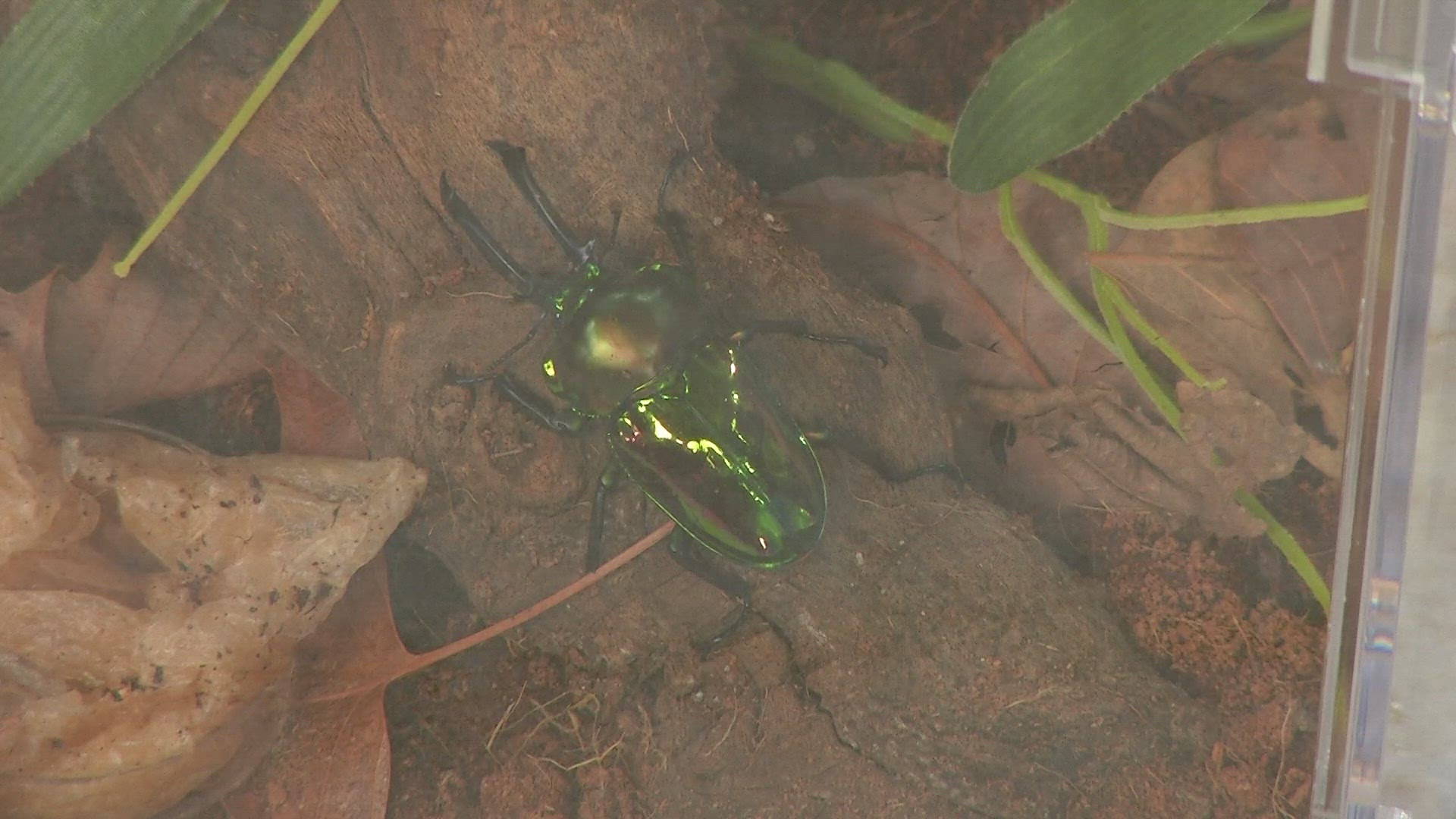 The Butterfly Pavilion is celebrating its 30th anniversary this weekend, but first they're bringing some insects the 9NEWS studio for us to learn about. 