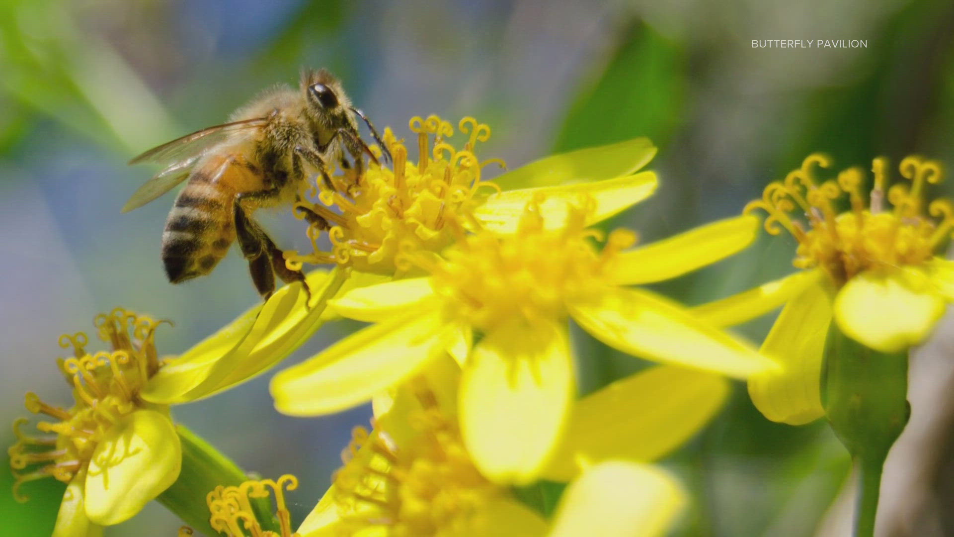 Spring is in full swing, and so are all the pollinators that help beautify our landscapes.